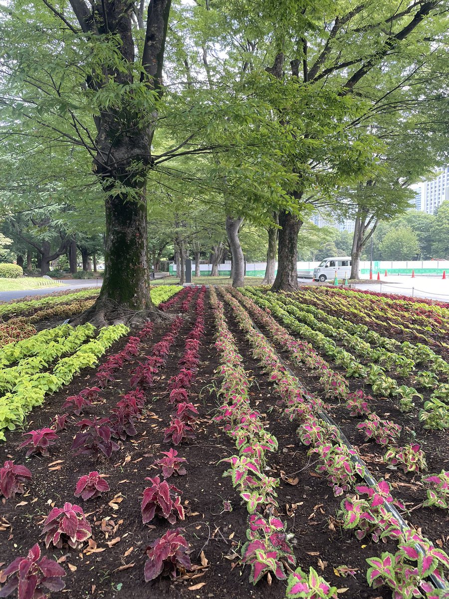 gnhgnh02's tweet photo. 日比谷公園の花壇の新しいバージョンです。 https://t.co/JZRElgXDJc