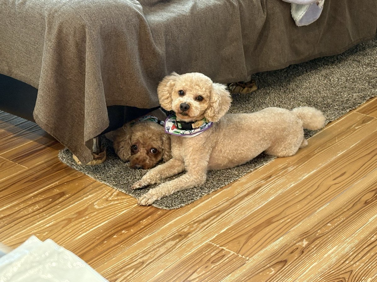 rmrn25's tweet photo. @don_onlinegame 犬オフ〜〜〜🐶🐶 https://t.co/ZdgbzeBr1Q