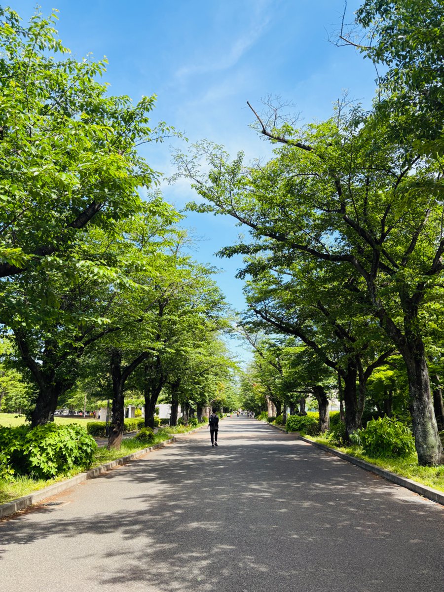 kr_kiroku's tweet photo. 🌳 https://t.co/JrCV7yxZft