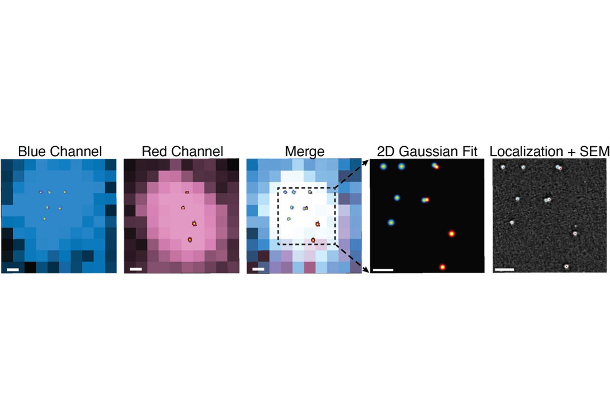 ChemistryMIT's tweet photo. Researchers in the Peng lab have recently revealed U-STORM—a revolutionary imaging tech using custom nanoparticles that blink indefinitely without fading, enabling sub-Ångström precision, marking a major leap for biological imaging.

https://t.co/dB0eS4ykbC https://t.co/vh2Kv8Fm8n