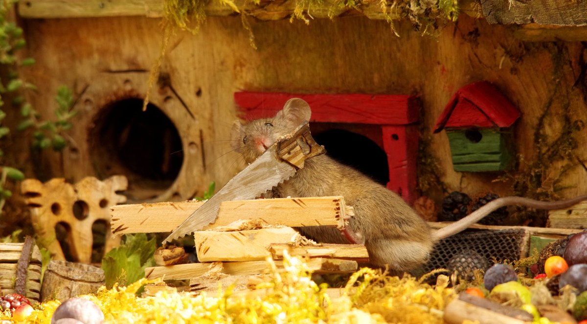 simon_dell_tog's tweet photo. the very rare wood cutting mouse https://t.co/Mu5Wi7eJZq