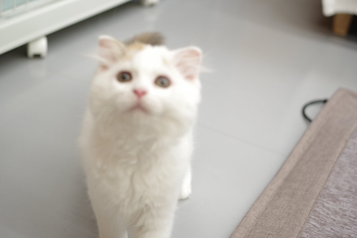 はむこ@猫カフェ写真 tweet media