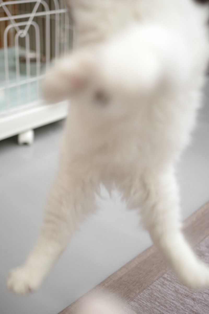 はむこ@猫カフェ写真 tweet media