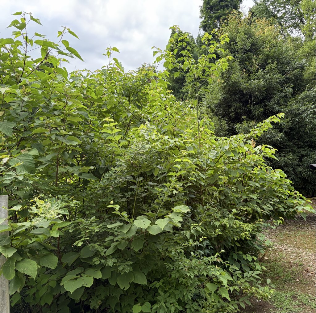 kami1_110's tweet photo. いってきました
おおかみこどもの森🌳
なんと3メートルあまりの森が
そこにありました❗️
すくすくです

クマよりもブヨ🪰が怖い今日この頃
虫除け片手にいきましたよー
#上市町
#おおかみこどもの森
#おおかみこどもの雨と雪 https://t.co/KeJY9Jk80x