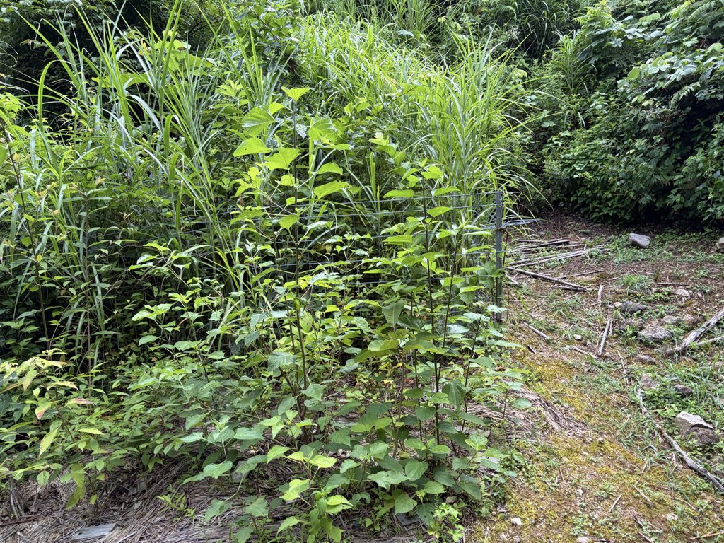 kami1_110's tweet photo. いってきました
おおかみこどもの森🌳
なんと3メートルあまりの森が
そこにありました❗️
すくすくです

クマよりもブヨ🪰が怖い今日この頃
虫除け片手にいきましたよー
#上市町
#おおかみこどもの森
#おおかみこどもの雨と雪 https://t.co/KeJY9Jk80x
