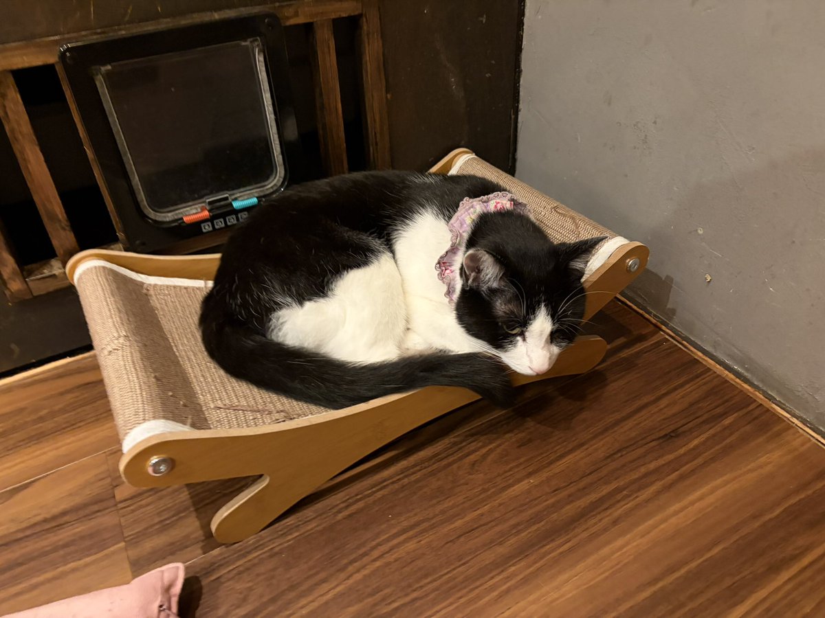 kamiitanyanko's tweet photo. 本日もご来店ありがとうございました🐱💖

まーったりぐっすりな飛鳥、あおい、レアです😴
一方ドルと美球は一触即発⁉️

明日も皆様のご来店お待ちしております🍀 https://t.co/dvgw6EnJM7