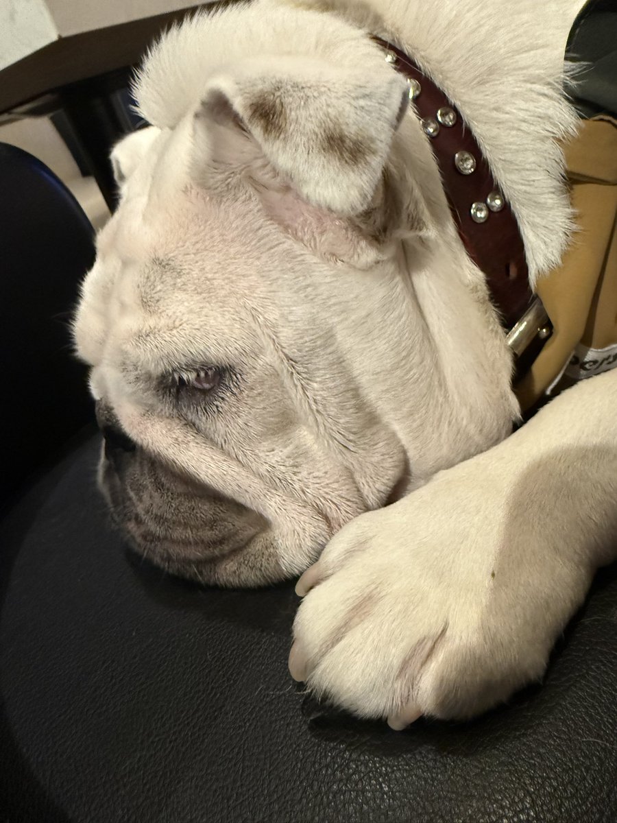 MA16022's tweet photo. 出勤早々寝る準備🐖💤
本日もハーツ82営業中です！！

熊本地震…
皆様余震にも気をつけてお過ごしください！！

#ハーツ82 https://t.co/hZqPEXVor6
