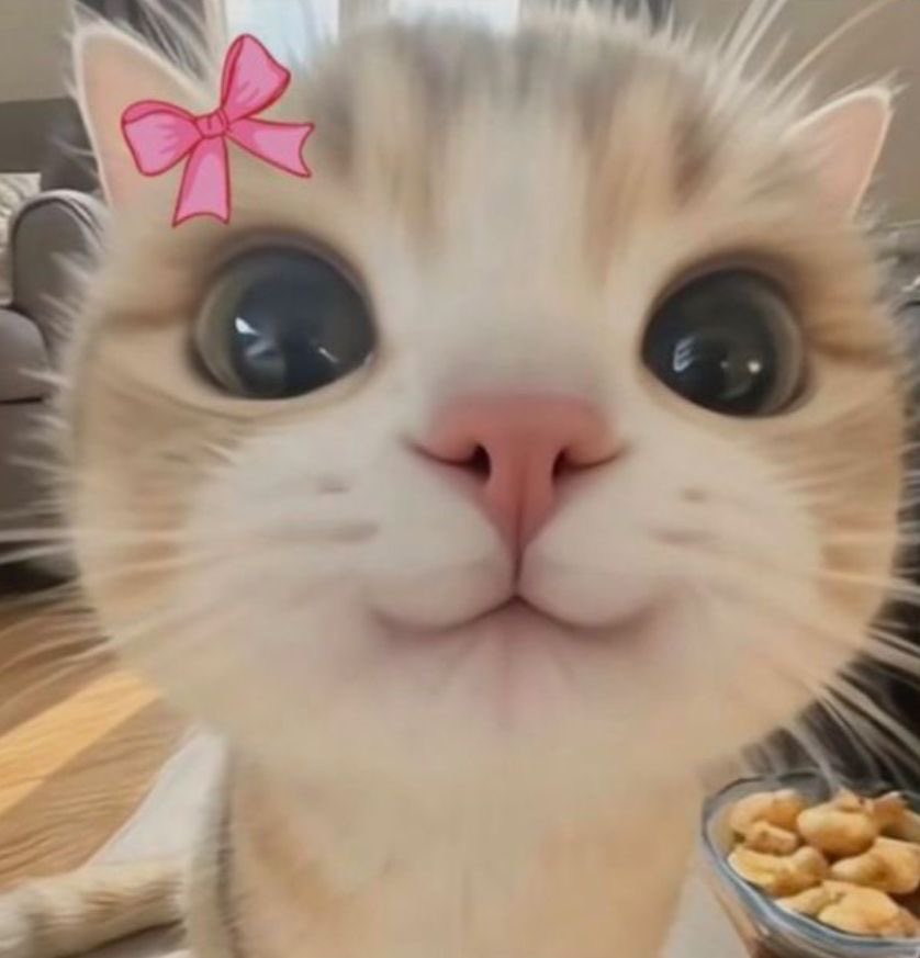 withphuwin's tweet photo. cutie cat 🐱🎀 #CTMwithPhuwin https://t.co/a2RJPQzvD1