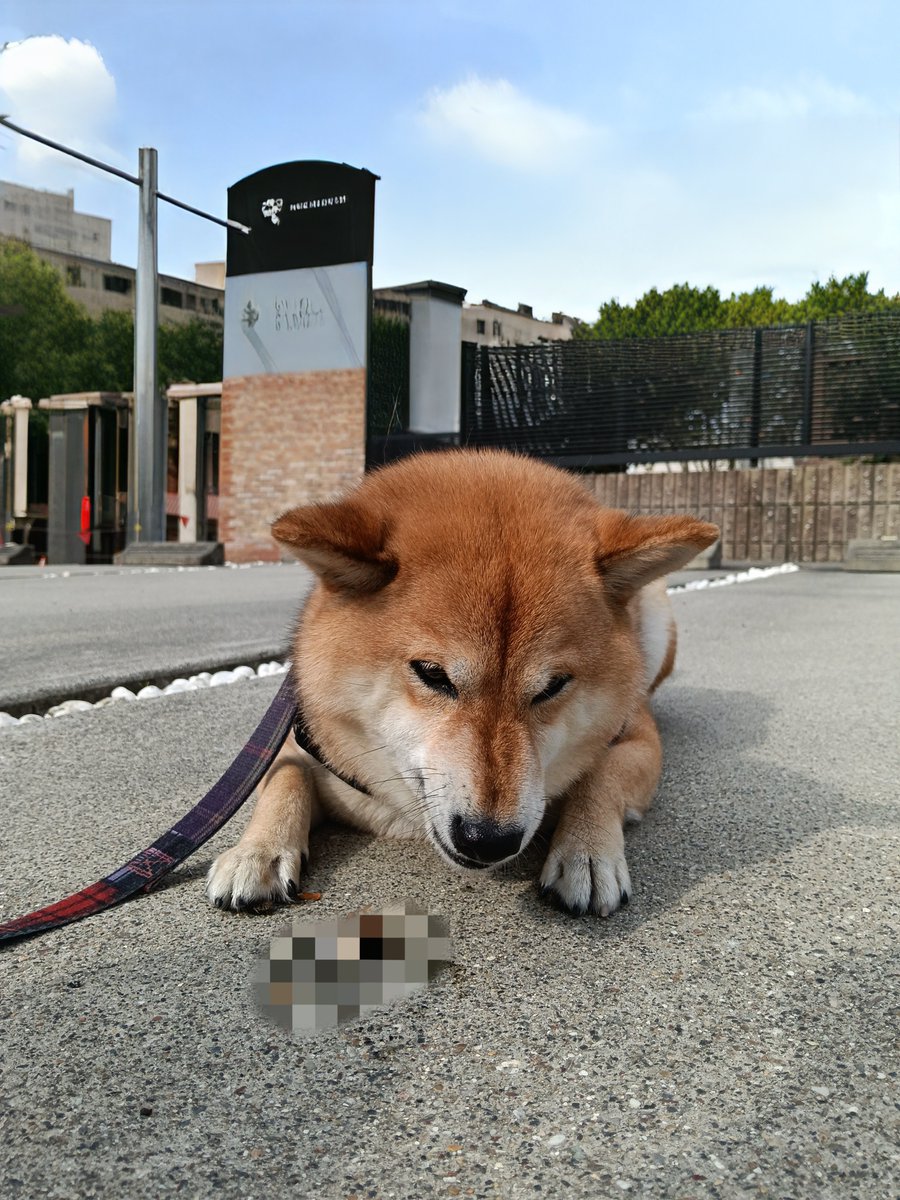 rideon1973's tweet photo. ア・イ・シ・テ・ル
#柴犬 https://t.co/jTw1av6YIu