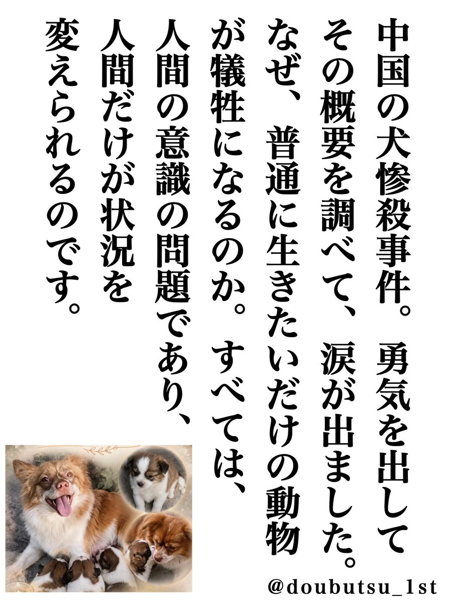 doubutsu_1st's tweet photo. 中国で虐殺された犬の親子、旺旺を忘れません。

忘れさせない事が、あの子たちの報いになります🥺

事件概要　Wikipedia

https://t.co/kZFc0D8xlt https://t.co/PBAmoLLu0x