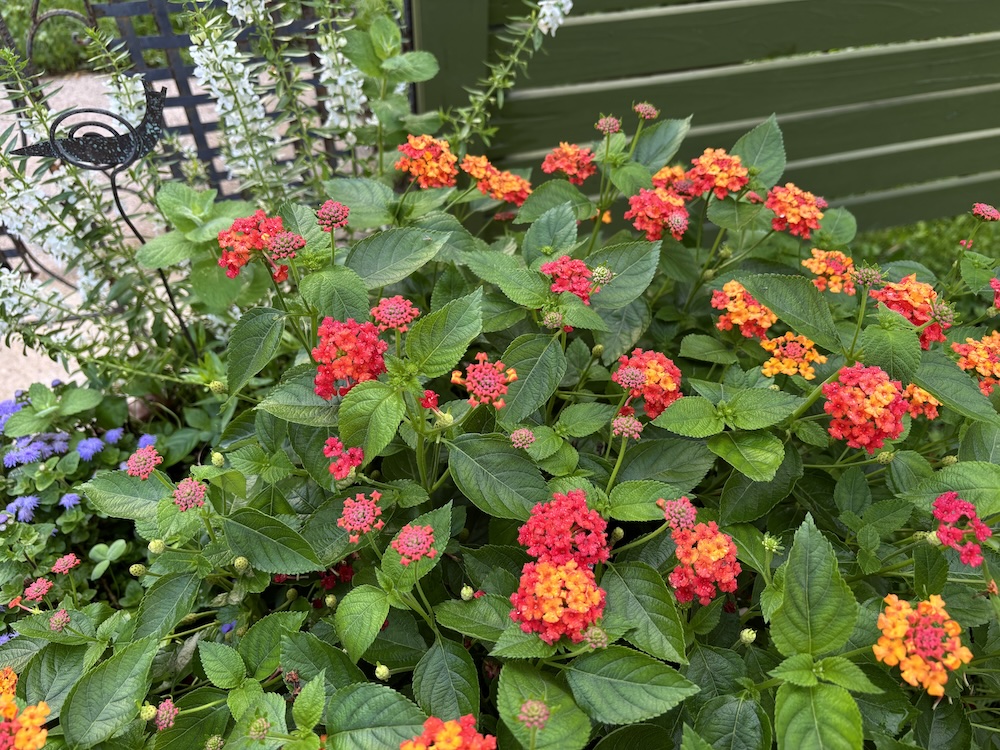 BlueVoodeux's tweet photo. @HarmeetKDhillon Have you tried some Lantana?  Bees, butterflies and hummingbirds love it. https://t.co/2Y0Mg5pqJt