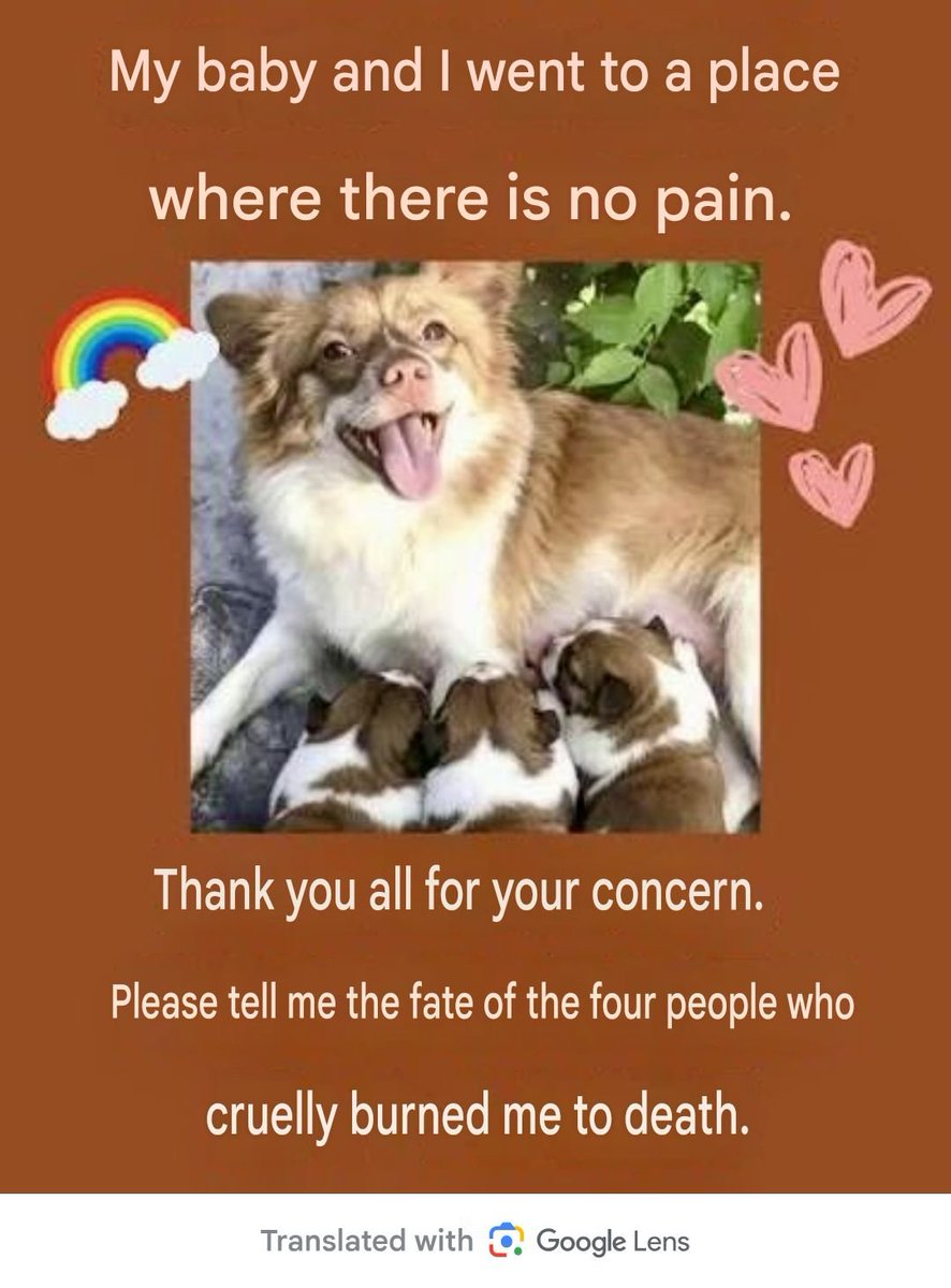 PhaedraXTeddy's tweet photo. #JusticeForWangWang, devious female below gained the dogs trust in preparation for the Chinese video filmed by the boys and their parents. https://t.co/EgkoKxJlop