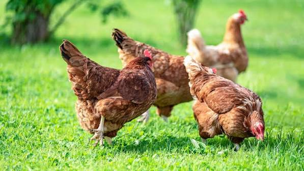 KayaNews's tweet photo. Zimbabwean health and agriculture authorities have renewed warnings against the illegal practice of feeding antiretroviral medicines to chickens to speed up growth.

According to Daily Maverick, officials caution that the misuse of ARVs poses serious public health risks and could contribute to anti-microbial resistance.

Experts have urged poultry farmers to follow approved farming practices instead of using human medication in livestock production.

#KayaNews #ARV SM
