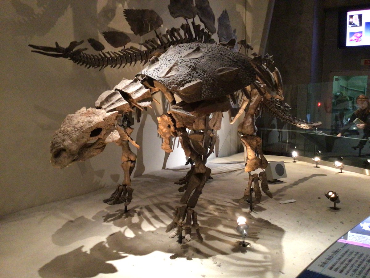 kouta101scratch's tweet photo. #火曜日は化石の日
スコロサウルス。白亜紀後期の北米に生息していた曲竜類。長い間エウオプロケファルスと同じ属だとされていた。 https://t.co/KIgaex5Boi