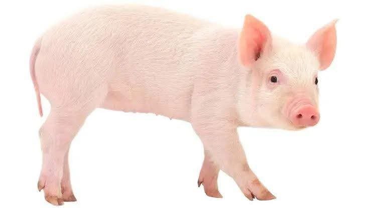 RealBigBolz's tweet photo. @MKhamenei_ir Terrorist muslim pigs 🐖 rest in piss. https://t.co/8kdigbJJly