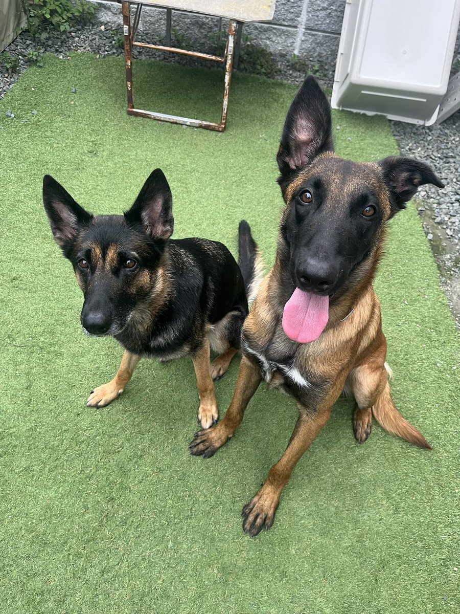 hdsk9_searchdog's tweet photo. 🐕捜索救助犬HDSK9愛知は
九州熊本に向け出発しました。

約12時間かかりますが出来る限り早く現地到着し備えたいと思います。

皆様のご無事をお祈りします。

#熊本
#愛知
#震度7
#救助犬 https://t.co/CiAbC4XRSv
