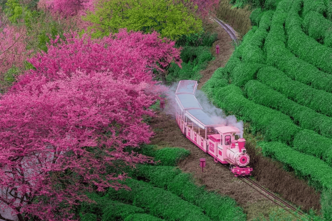 gannon_tanner's tweet photo. Just had a 10-minute walk under cherry blossoms and my anxiety just melted away—small moments hit different today. https://t.co/PLQlsL54e7
