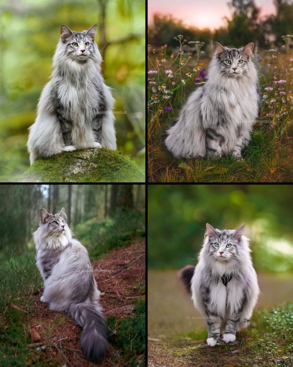 TitaniasRealm's tweet photo. #FairyTaleTuesday

Norwegian Forest Cats, also known as Viking cats, are large-bodied, domestic cats that look like something straight out of a fairy tale. 

According to Norse mythology, the goddess Freyja travelled across the heavens in a chariot pulled by two big cats.

Legend has it that Freyja's cats are the ancestors of the Norwegian Forest Cat breed.

📷 aslantheforestcat on IG