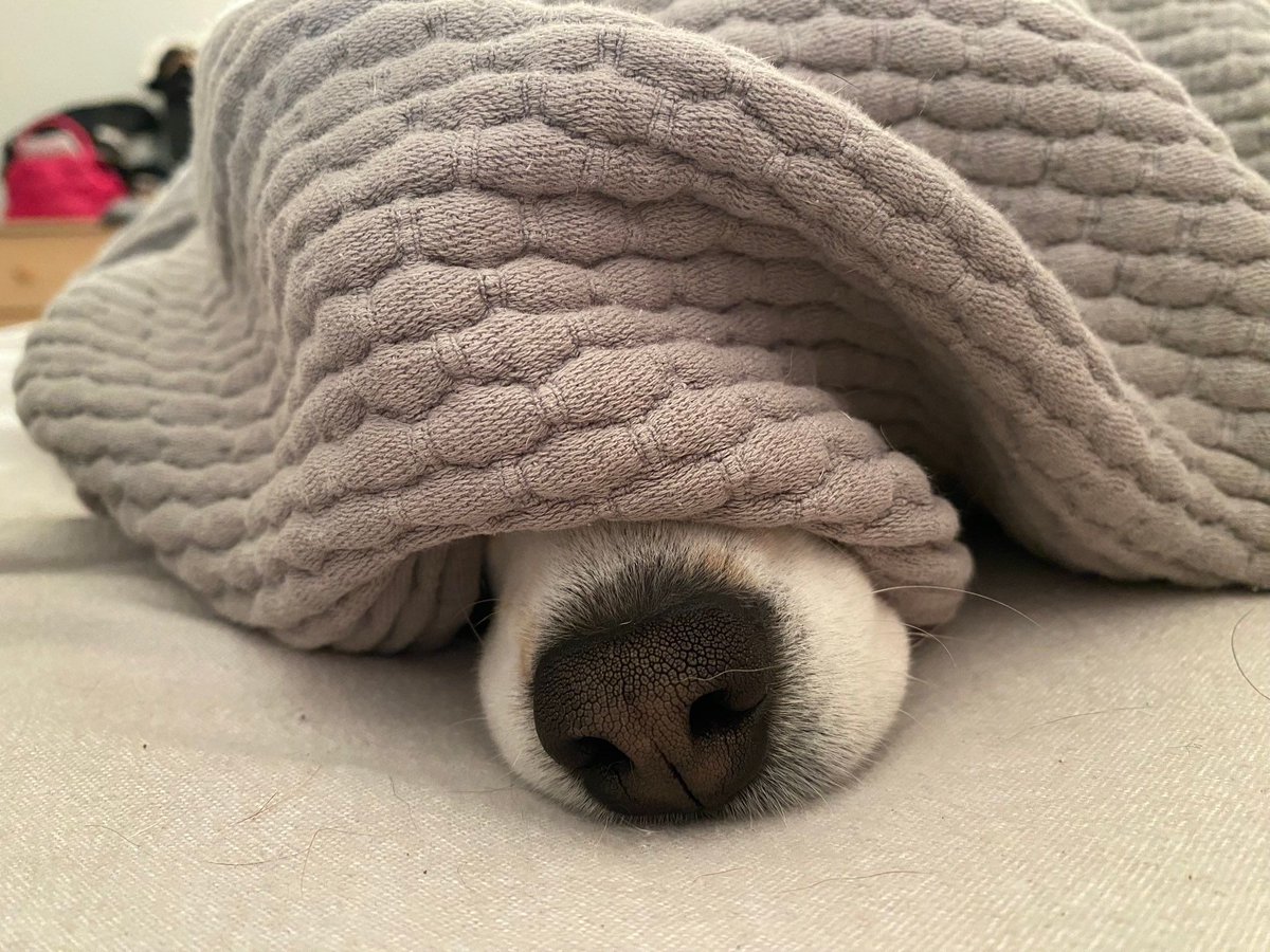 beaglefacts tweet picture