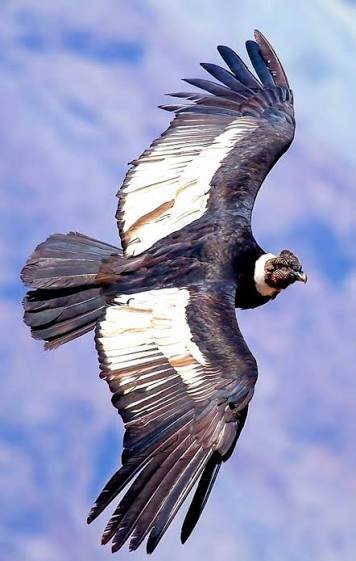 WorldofZoology's tweet photo. Andean condors may save energy by watching where others fly. A new computer model found that social information can guide birds towards useful rising air currents, cutting simulated flight costs by up to 41% in unpredictable landscapes. 🦅 #Condors #Birds
https://t.co/BG9wYdCY45 https://t.co/76I1VL4YxD