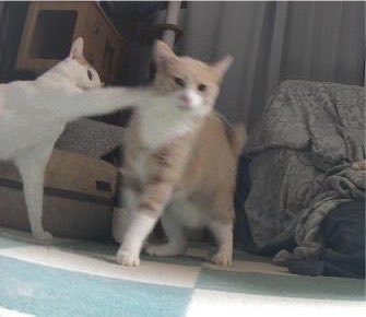sien1301's tweet photo. やめたげて https://t.co/8nZnDOS0Af