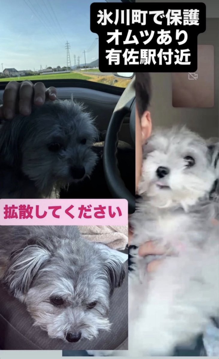 70IBGDRGN's tweet photo. 地震の際に逃げてしまったワンちゃんと猫ちゃんの情報です。

熊本県内にお済みの方々はお近くの方々は　
もし見かけたらご連絡お願いします🙌🏻

#熊本地震　
#地震
#保護犬　
#保護猫　
#迷子犬　
#迷子猫 https://t.co/HcsoZzmPTB