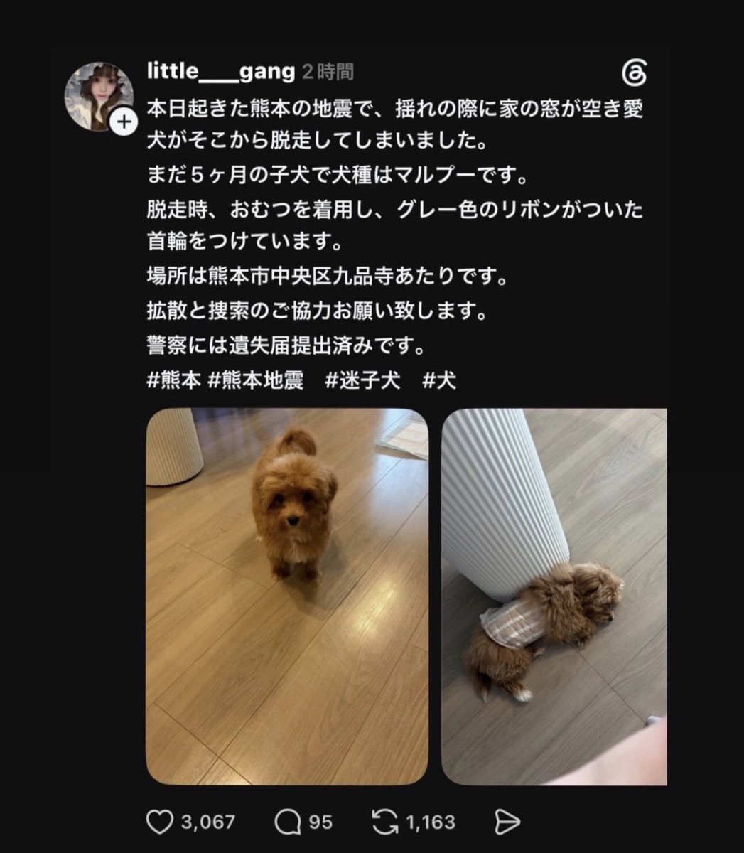 70IBGDRGN's tweet photo. 地震の際に逃げてしまったワンちゃんと猫ちゃんの情報です。

熊本県内にお済みの方々はお近くの方々は　
もし見かけたらご連絡お願いします🙌🏻

#熊本地震　
#地震
#保護犬　
#保護猫　
#迷子犬　
#迷子猫 https://t.co/HcsoZzmPTB