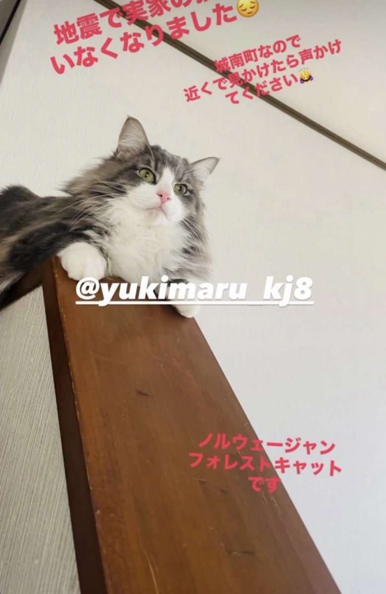 70IBGDRGN's tweet photo. 地震の際に逃げてしまったワンちゃんと猫ちゃんの情報です。

熊本県内にお済みの方々はお近くの方々は　
もし見かけたらご連絡お願いします🙌🏻

#熊本地震　
#地震
#保護犬　
#保護猫　
#迷子犬　
#迷子猫 https://t.co/HcsoZzmPTB