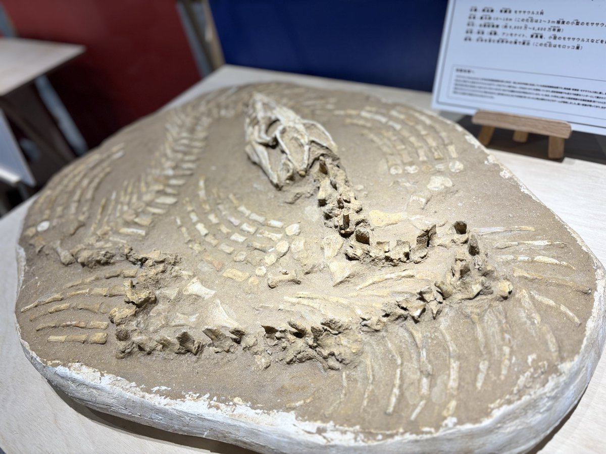 jinbee0226's tweet photo. モササウルスの産状化石初めて見た
まぁぁぁぁぁじでかっこいいな
てか口閉じてるの凄くね？
 #Mosasaurus https://t.co/xUasQdui73