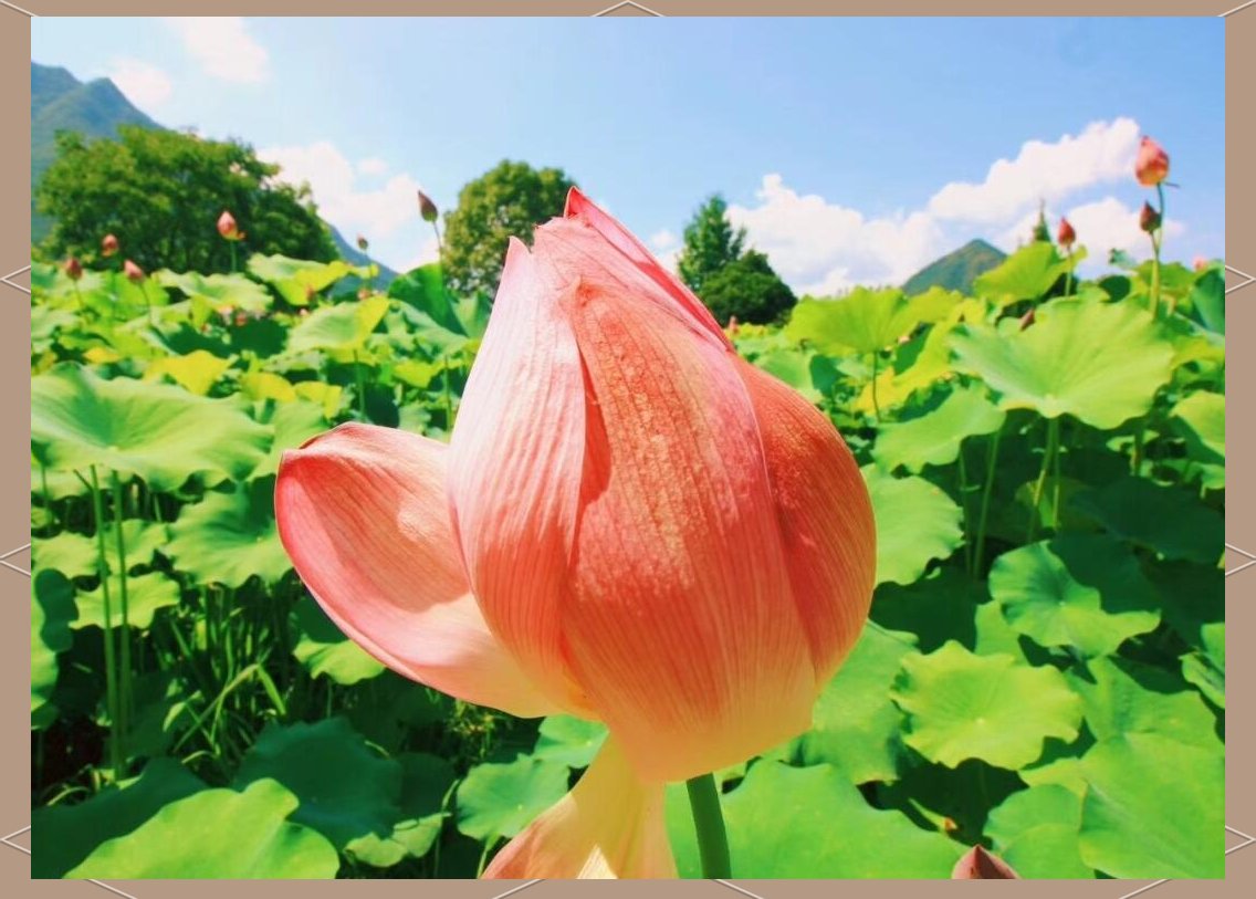 misty96cx2's tweet photo. Amazing weekend! Our campus photography club’s sunrise hike to the West Lake brought 20 members together—captured crisp shots of golden sky and lotus fields, and we shared tips over boba afterward. Next up: street photography meetup on Oct 12! #CampusClub #PhotographyFun， https://t.co/BuzfK4l31X