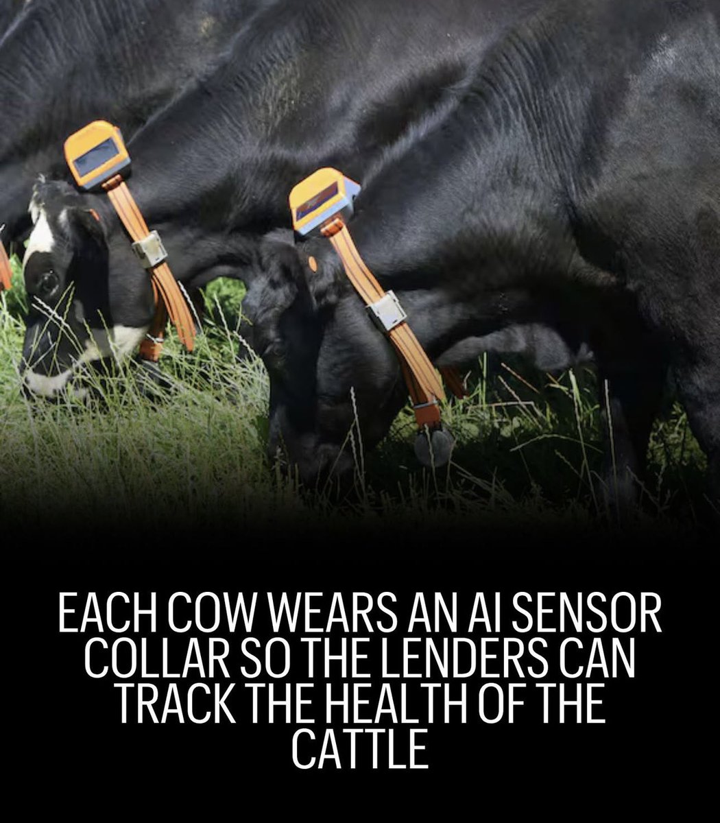 00nelsonrocha's tweet photo. Fazenda Velho put 10 of his cows in a contract on the #Etherum Blockchain and registered it with the Brazil stock exchange. The collateral was worth $23,300 and he borrowed $19,400. https://t.co/DRM5xwzTGU
