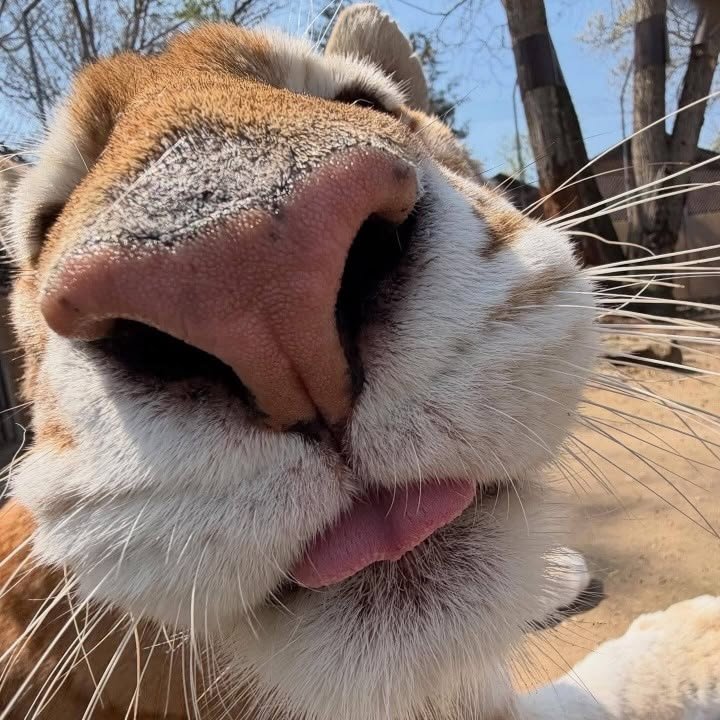 kookchongX2's tweet photo. 뺨에 닿는 공기가 따뜻해 눈 뜬 전졍국 시야 이럼
벌떡 일어나다가 호랑이 코에 머리 갖다박아서 하트 모양으로 촉촉해지는 이마
털가죽 두꺼워 가지고 퍽퍽 때려도 무슨 카펫 터는 소리만 남 아잇 씨 미친 이 화상아 내가 제 명에 못 산다 누굴 골로 보낼래 떽떽거리면 머쓱하게 공손해지는 김테형 https://t.co/Vq0lagA3mD