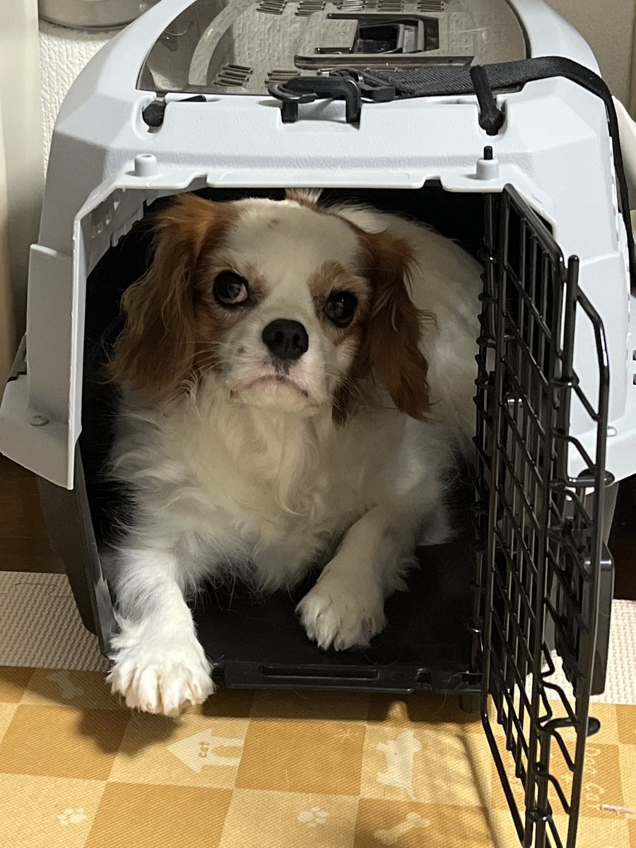 yuriops1116's tweet photo. 別室に置いていたけどやはりすぐに入れるようにリビングへ🐶
数ヶ月くらい入る練習してなかったけど「キャリー」と声かけたら迷わずダッシュで入ってくれて良い子！
#キャバリア https://t.co/tPoEOvO2WA
