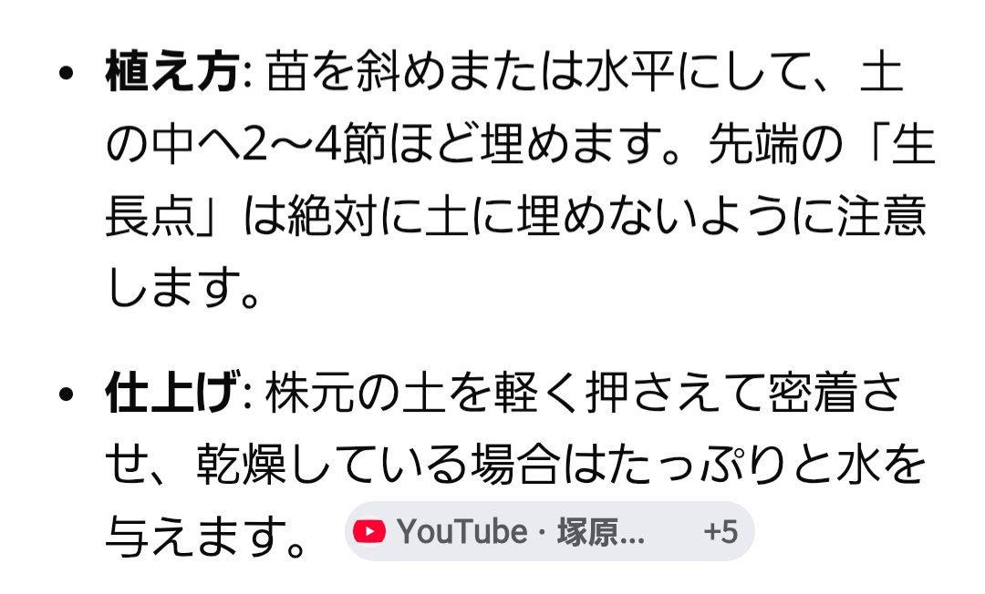 kuruwalnuts's tweet photo. @_nagaruru うんうん！苗ね、ちょっと萎れさせるらしいよ…私が買ってきた苗も、ちょっとシナっとしてた🌱

何にせよ、トライ&amp;エラーだよね！うまくいってもいかなくても学びはあるのだ🤗一緒に育てよ～🍠 https://t.co/ESELtlBEN6