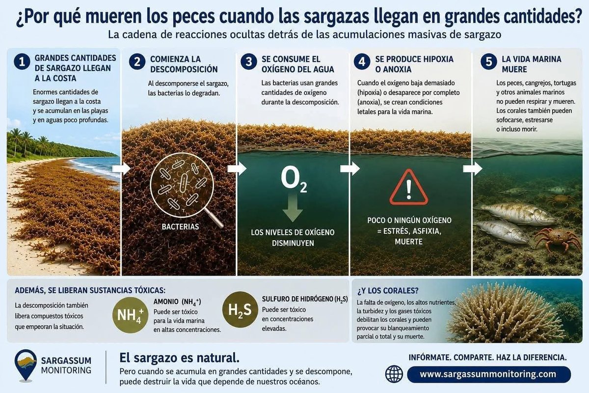 Corales del Este Puerto Rico 🇵🇷 tweet media