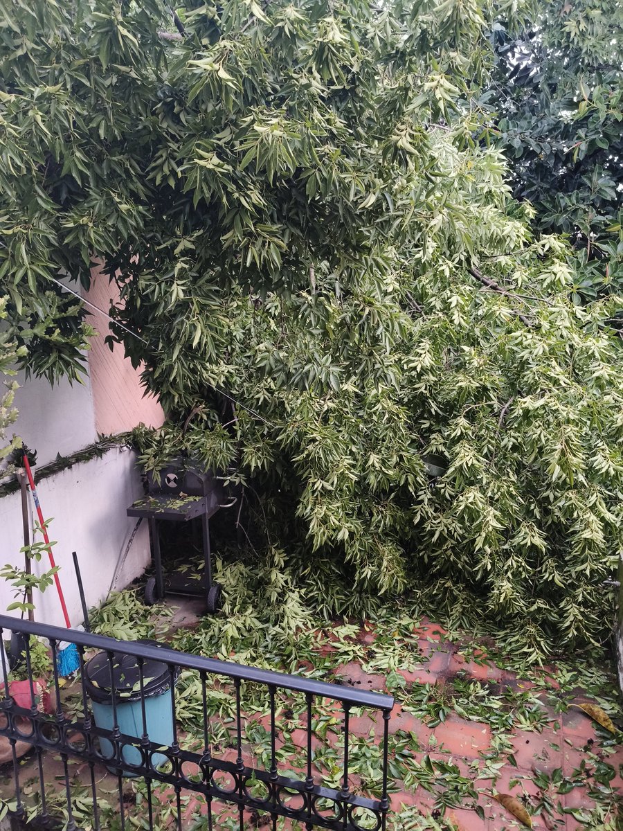 NecroDaddy's tweet photo. Con la tormenta de ayer por la noche se cayó un árbol sobre mi casa y la del vecino. Reportamos y seguimos a la espera de quien nos ayude con esto. El árbol cayó sobre una cerca electrificada.
@PCYBOMGDL https://t.co/RmNyd4FmOO