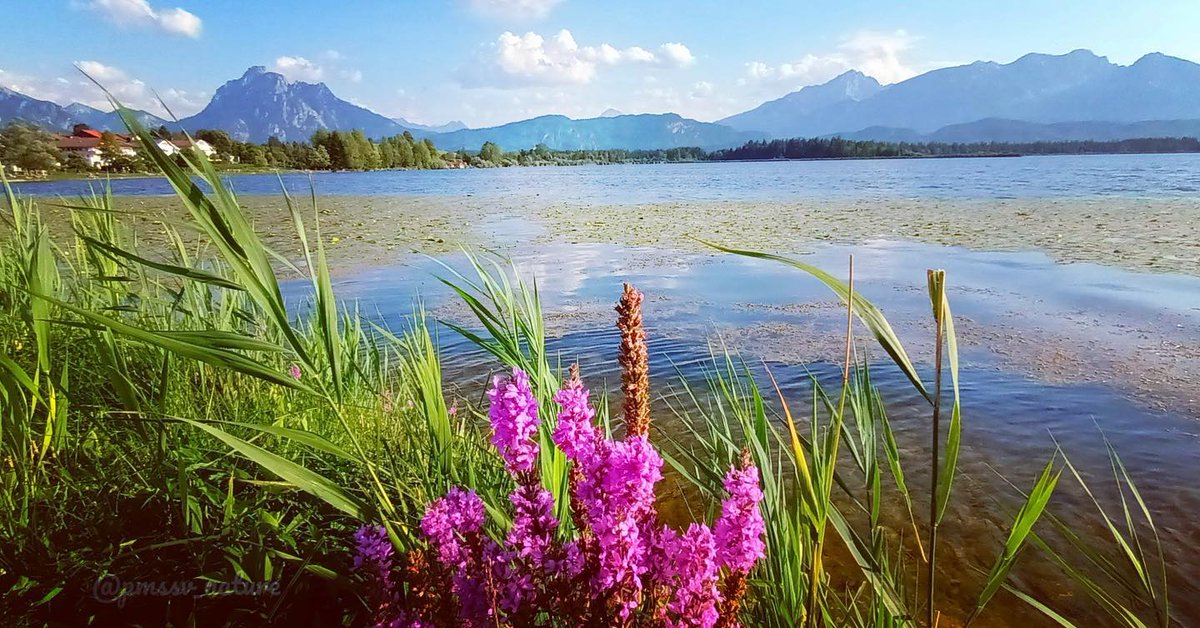 pmssv_nature's tweet photo. https://t.co/dfiKpGXteD