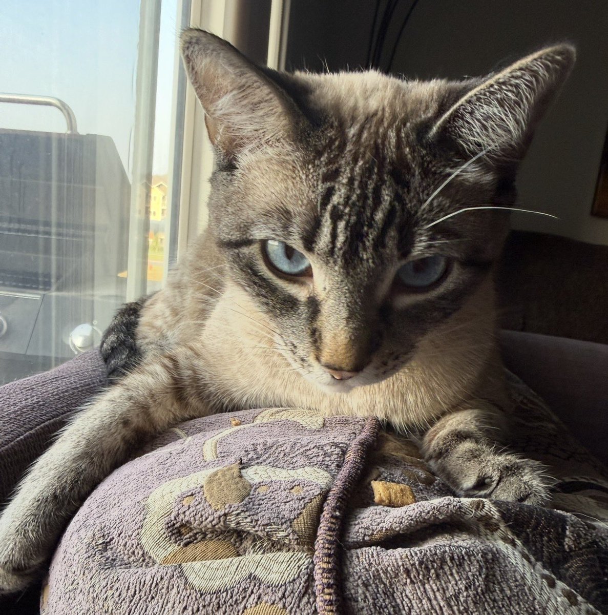 JacobJPhillips's tweet photo. Give Me #Treats 😠🐈 #lol • RUDY
#Treat #Cat #Cats #Family #StepCat #JacobPhillips #CatLife #Pet #Pets #Animal #Animals #Whiskas #Winnipeg #Manitoba #Canada #WhiskasCanada #WhiskasTemptations https://t.co/LNxFDzFsY3