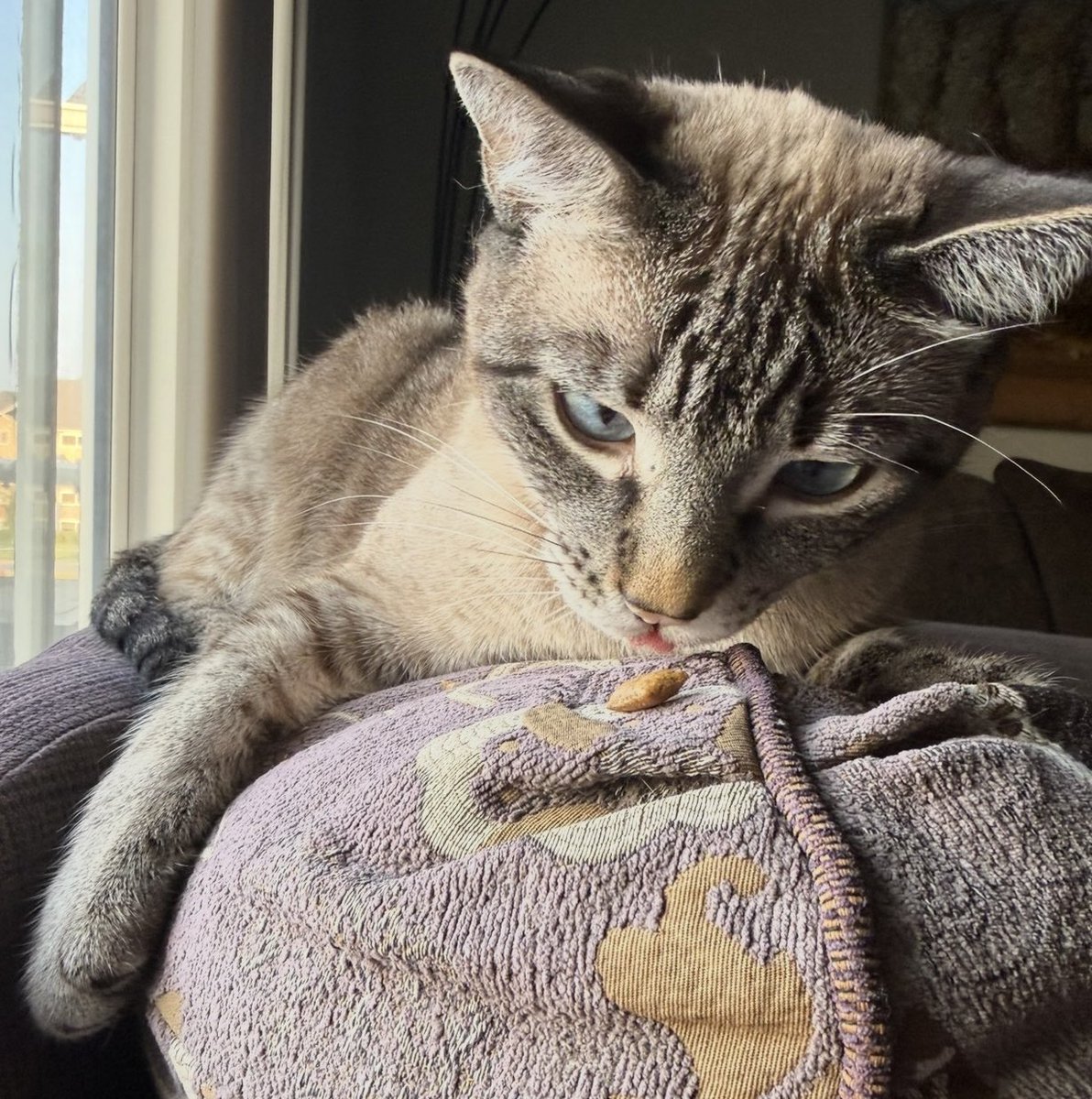 JacobJPhillips's tweet photo. Give Me #Treats 😠🐈 #lol • RUDY
#Treat #Cat #Cats #Family #StepCat #JacobPhillips #CatLife #Pet #Pets #Animal #Animals #Whiskas #Winnipeg #Manitoba #Canada #WhiskasCanada #WhiskasTemptations https://t.co/LNxFDzFsY3