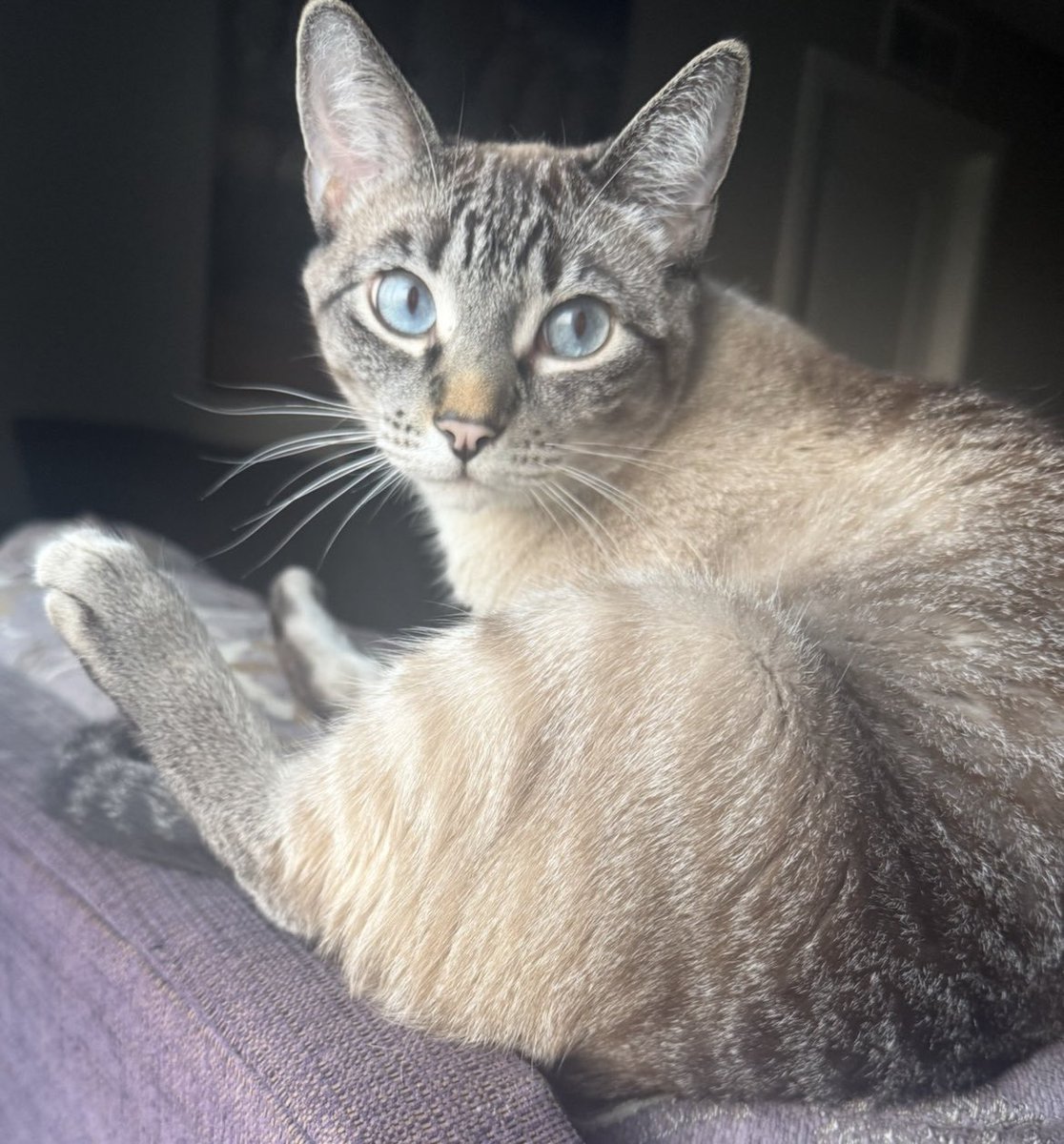 JacobJPhillips's tweet photo. Give Me #Treats 😠🐈 #lol • RUDY
#Treat #Cat #Cats #Family #StepCat #JacobPhillips #CatLife #Pet #Pets #Animal #Animals #Whiskas #Winnipeg #Manitoba #Canada #WhiskasCanada #WhiskasTemptations https://t.co/LNxFDzFsY3