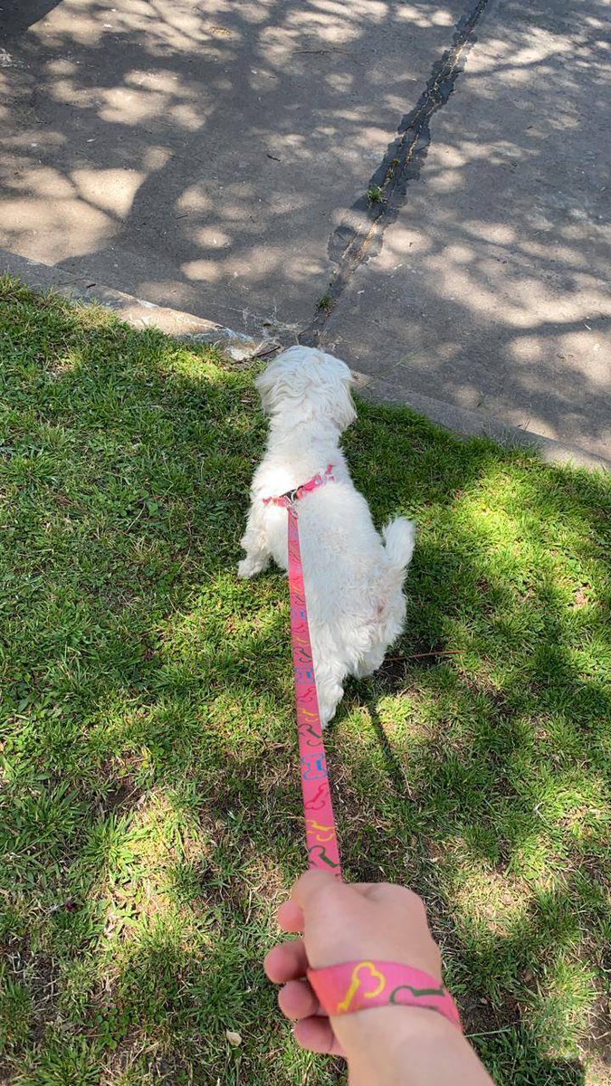 Sabrinasuzuki0's tweet photo. #tran #transwoman I took bby Benny for a roadwork ❤️❤️🏳️‍⚧️🏳️‍⚧️🏳️‍⚧️ https://t.co/hWhvNOXBY7