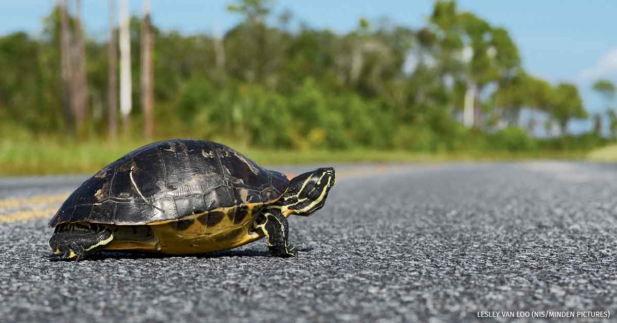 giveashitnature's tweet photo. If you see a turtle crossing the road, move it in the direction it was already heading. Don't turn it around.

If it's safe for you to stop, pick the turtle up by the sides of the shell, keep it low to the ground, and walk it across in the same direction it was facing. Don't relocate it somewhere "better." Turtles have small home ranges they spend their whole lives in, and a relocated turtle will often wander trying to get back, crossing more roads to do it.

One exception: snapping turtles bite and have long necks. For those, slide a car mat under them and drag it, or lift from the very back of the shell near the tail, never the front.

The turtle knows where it's going. Your only job is to get it to the other side faster.