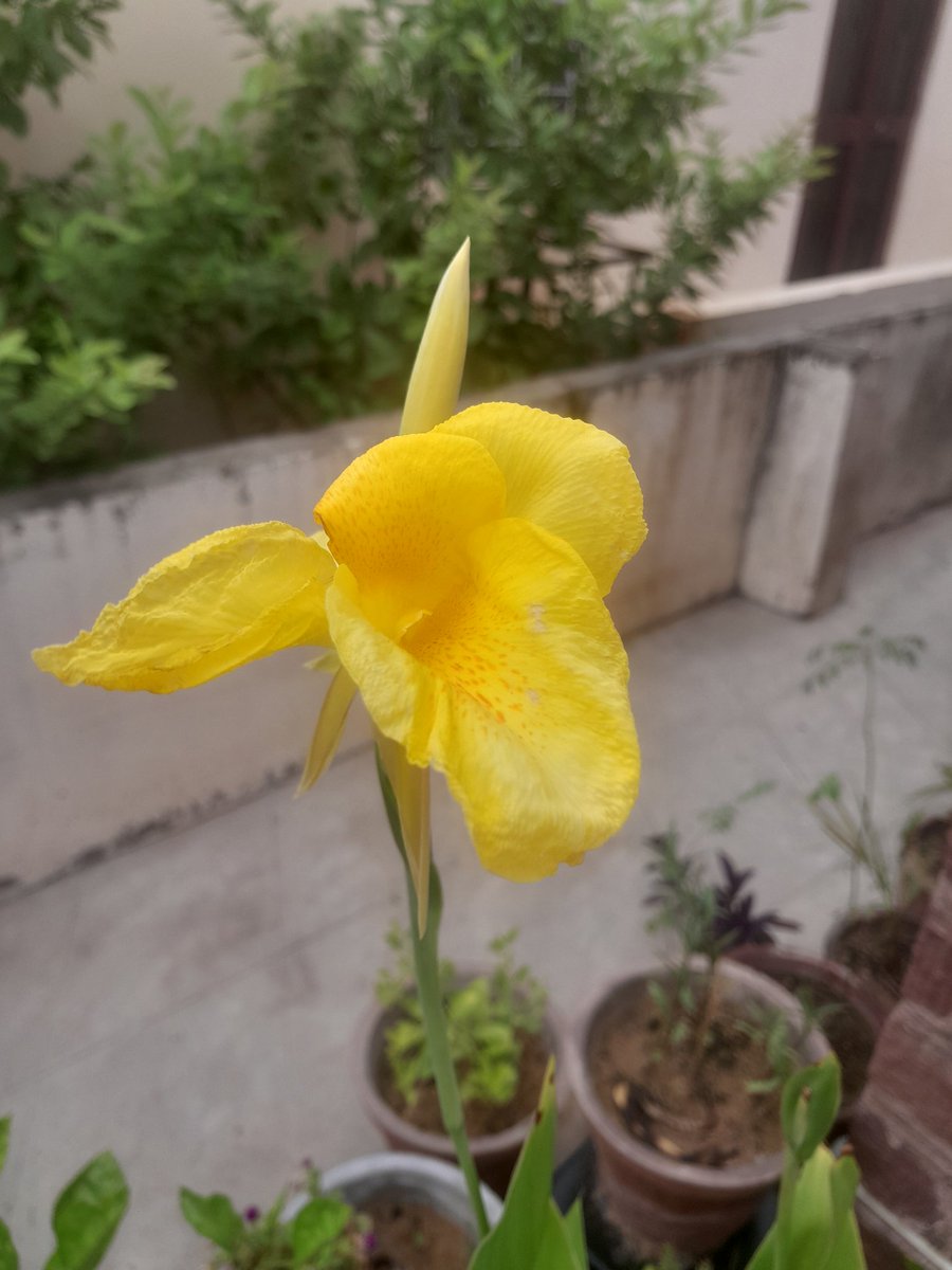 bts_deprived's tweet photo. #FlowerForHobi 💛 https://t.co/UzlRkUrtYD