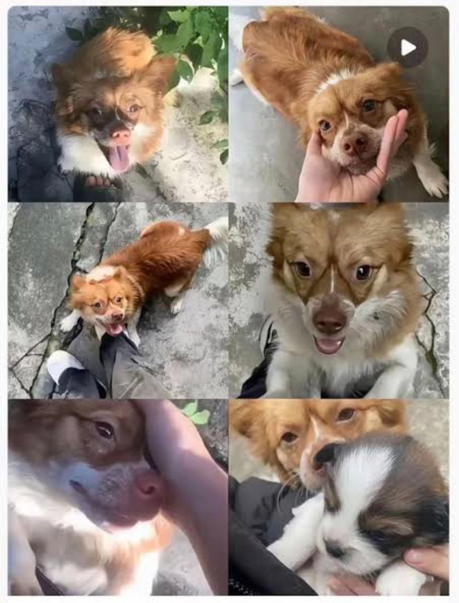 MaleficentLady's tweet photo. 🧵 What I can do TODAY for #justiceforwangwang

1. Email Jieyang Education Bureau and your local Chinese Embassy. 

@feline_guardians_japan started this campaign. Find the prepped Mandarin-written emails with English instructions on how and who to send the emails to via this link: 

https://t.co/yJxJ8O9e4M

——- Please send the email to the following two addresses.———

📨Jiedong District Education Bureau (General Consultation Email Inbox):

bgs3264647@163.com (←Copy and paste into the "To" field of the email recipient.)

AND

📨The Education Bureau's general email address:
jyj8724223@163.com (←Copy and paste into the CC field of the email recipient.)
 
2. Send postcards to Jieyang Education Bureau and Chinese Embassy, and also international organisations too. They can be sent to companies with factories located in Jieyang as well. 

Here is the link for Wang Wang Wang postcard images from the linktree page of @tortitudestyle on instagram. If you can, try using the envelope if any are going to the Mainland China for some given censorship!:

https://t.co/4QXEjVoZ6w

Download, print & send the postcards to: 

Jiedong District Education Bureau, No.197, Chengxi West 3rd Road, Quxi Subdistrict, Jiedong District, Jieyang, Guangdong 515500 People’s Republic of China AIRMAIL

@feline_guardians_japan, @tortitudestyle — Instagram

We got everything - all you need is the intention to HELP:

• Donate: all protests, posters, memorial ads cost money. It's not about how much you can - even just $1. £1 can show them thev're not doing this alone!

• JOIN PROTESTS: London on 1st of August, NYC on 9th of August, Vancouver on 2nd of August, Sydney on the 1st of August, more to come!

• SHARE the Wang Wang case, or comment!

If you feel overwhelmed to do any of the above, that's okay, but please don't choose to stay silent! 

Like and share posts like this with any platform you have and with anyone you feel safe with. 

Remember, the change starts from YOU.

Thank you for your time reading this post and the story of Wang Wang. ❤️

Thank you @againjessyt! 

#justiceforwangwang   #wangwang  #wantwant #旺旺  #Jieyang  #BoycottJieyang  #Guangdong #boycottguangdong   #pingpuvillage #pingbuvillage
#boycottchina #chinaanimalcruelty #animalcrueltylaws