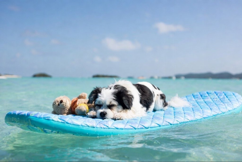 IzzyRHDog's tweet photo. Out here living the island dream

$Izzy 

One step at a time https://t.co/8mLGxYANVi