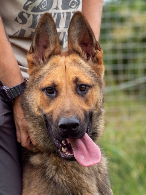 gsrescueelite's tweet photo. Lucky is coming up to 2yrs old and he hasn't had much luck in his life so far. Lucky can live with older kids but he has missed out on a lot so will need an exp and patient home 
#dogs #germanshepherd #Cornwall 
https://t.co/4XajsurZFF https://t.co/jwCds1fK7X