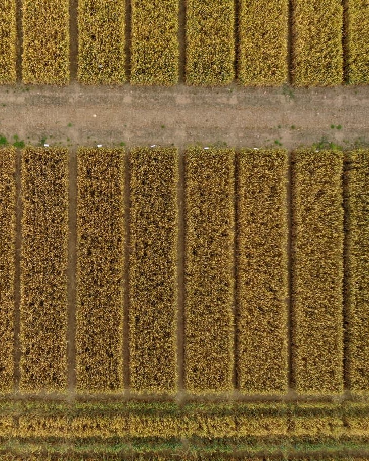 Bayer4CropsUK's tweet photo. A bird’s-eye view of harvest at our trial site in Fife last week. 🚁
Thank you to @ScotAgCoOp for helping make these trials a success. We're looking forward to sharing results from our trial sites around the country soon! 🌾
#Harvest2026 #Agronomy #CropScience https://t.co/aBjG7fimCq