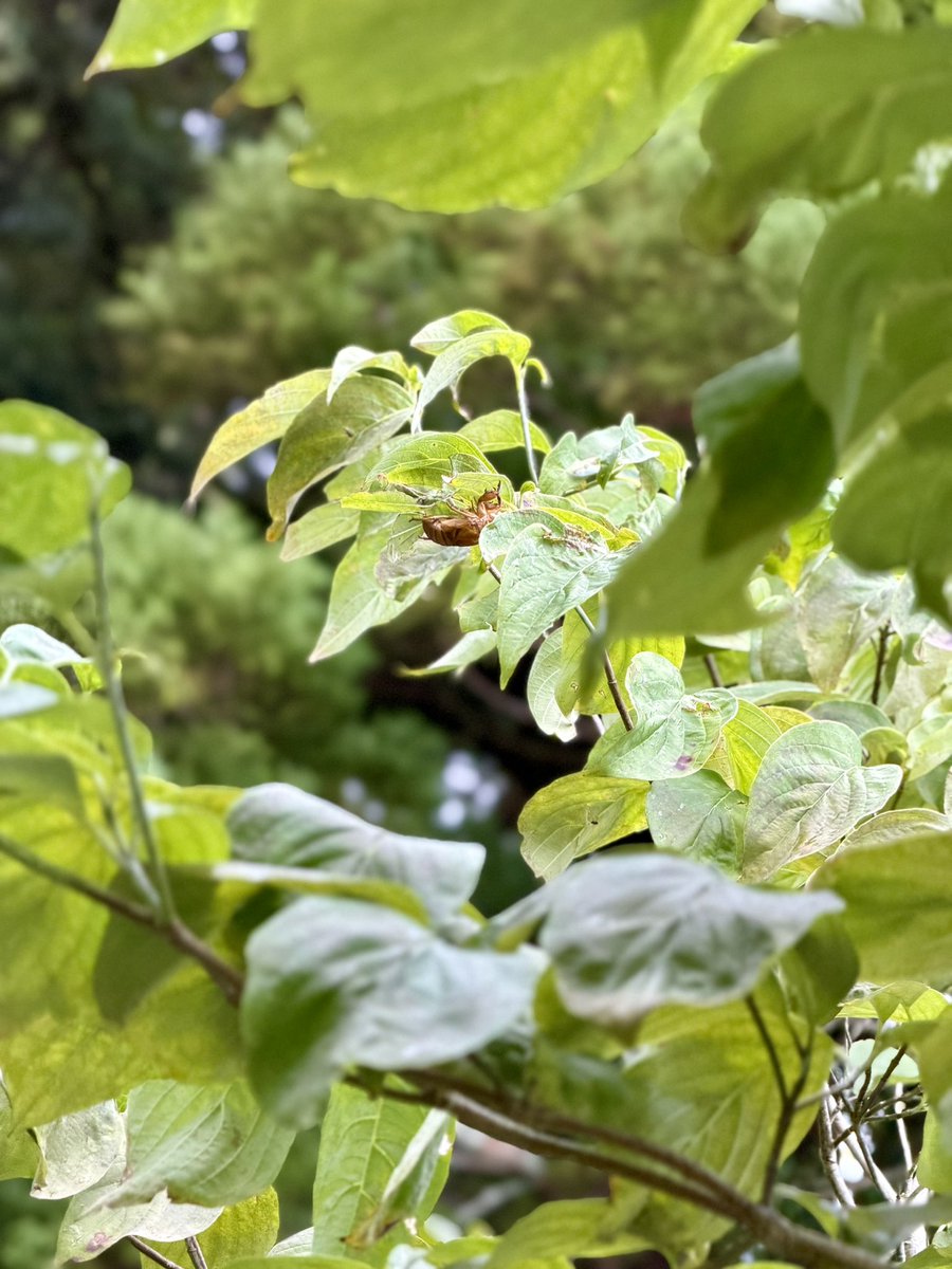 mamas__garden's tweet photo. 実家の梅の木が…
蝉の（抜け殻の）木になっていましたw

①枚目には2体写っています
④枚目はガーデンフェンス。ここも毎年定位置みたいです（熱いでしょうに💦）

#セミの抜け殻 https://t.co/c5L9oaiMn2