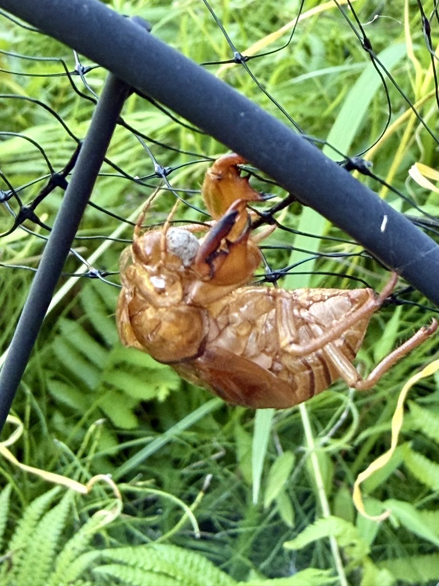 mamas__garden's tweet photo. 実家の梅の木が…
蝉の（抜け殻の）木になっていましたw

①枚目には2体写っています
④枚目はガーデンフェンス。ここも毎年定位置みたいです（熱いでしょうに💦）

#セミの抜け殻 https://t.co/c5L9oaiMn2