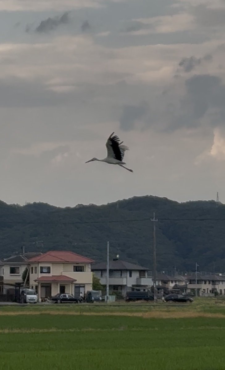 aum369ai's tweet photo. 長船町福岡の田んぼにコウノトリが来ていました。
思わず車から降りて撮影しちゃった。
住宅地だけど生態系が豊かなんですね。 https://t.co/4ArvM2msaW